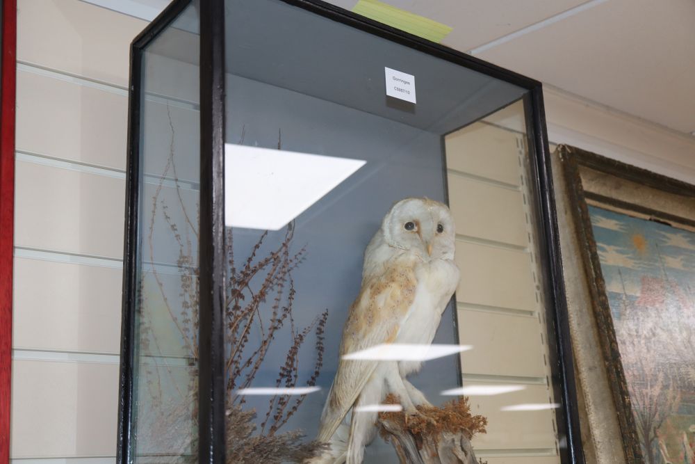 A late 19th century taxidermic Barn Owl, under glass dome, height 62cm